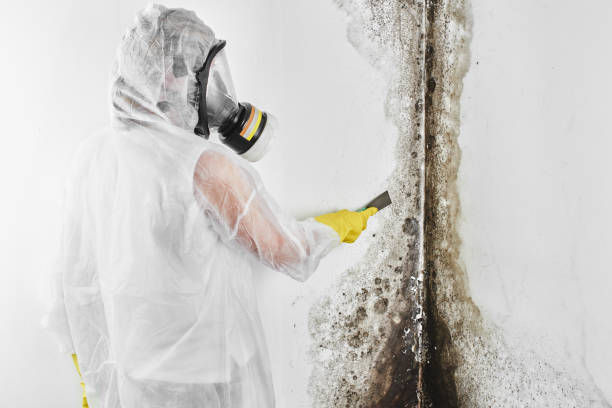 Best Attic Mold Removal  in Gun Barrel City, TX