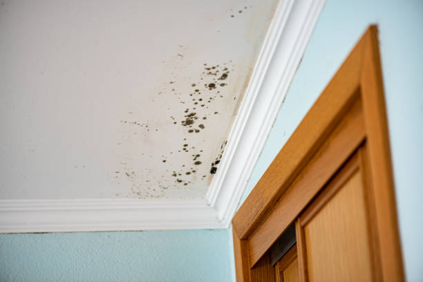 Best Residential Mold Removal  in Gun Barrel City, TX