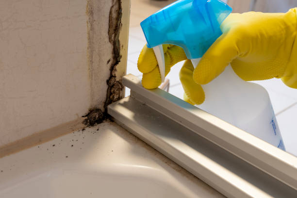 Best Mold Removal Company Near Me  in Gun Barrel City, TX