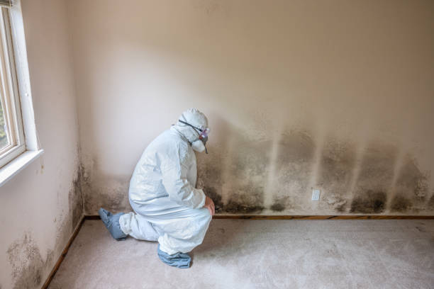 Trusted Gun Barrel City, TX Mold Removal Experts