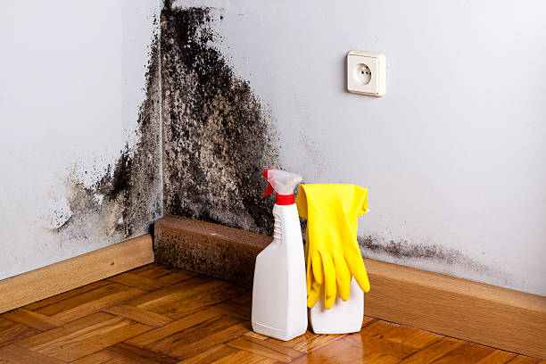 Best Mold Damage Repair  in Gun Barrel City, TX